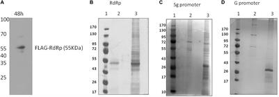 Protein Interactions Network of Hepatitis E Virus RNA and Polymerase With Host Proteins